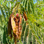Mimosa Silk Tree