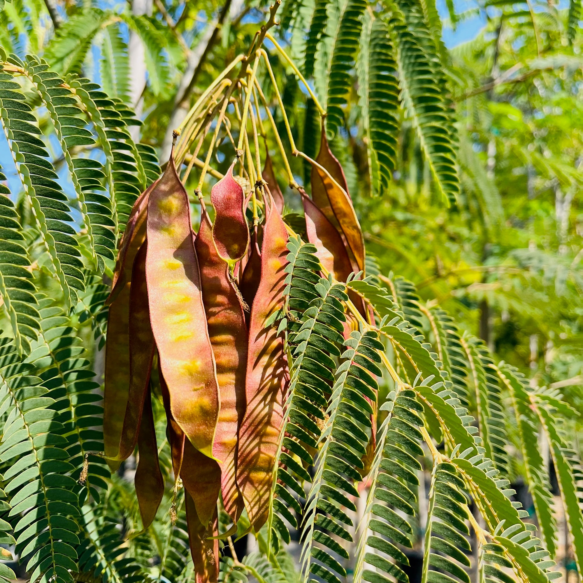 Mimosa Silk Tree