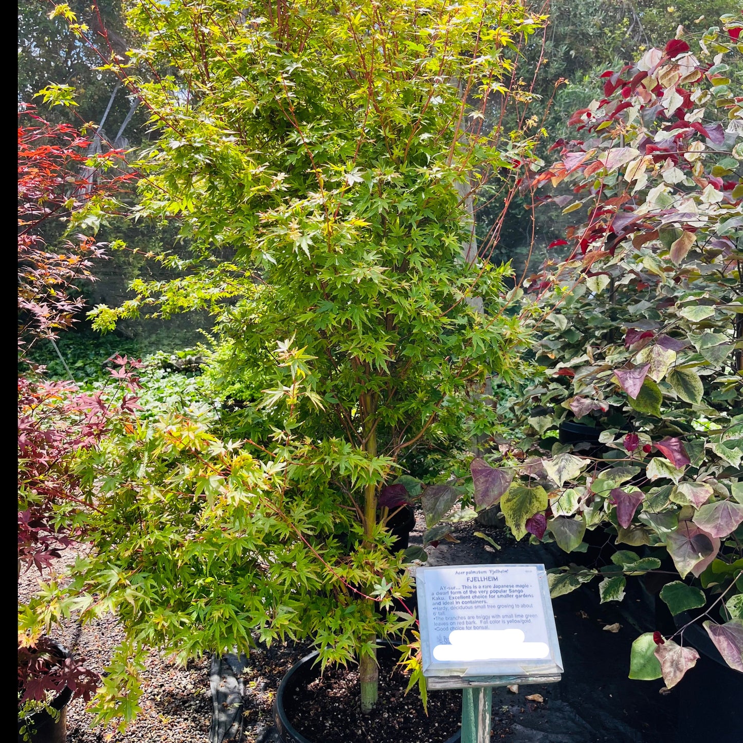 Japanese Maple - Witches Broom