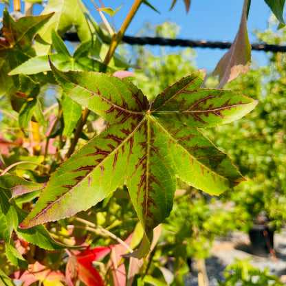 Liquidambar formosana