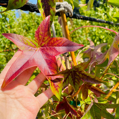 Liquidambar formosana