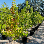 American Sweet Gum