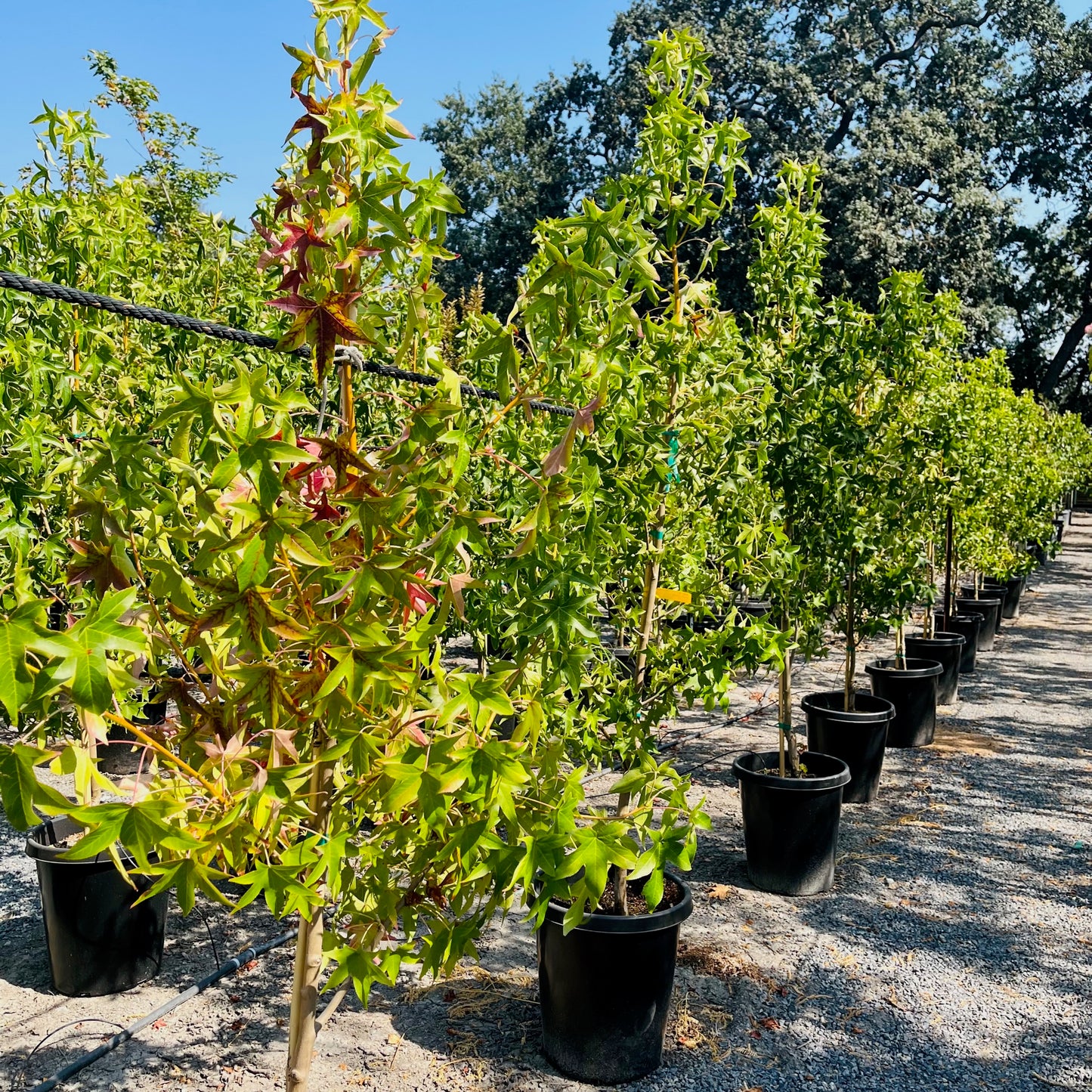 Liquidambar formosana