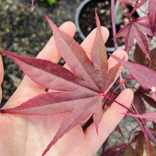 Acer palmatum-Flame Japanese Maple