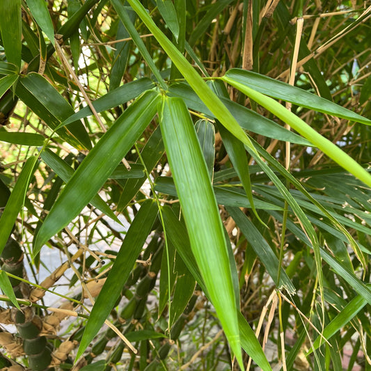 Bamboo-Buddha belly bamboo