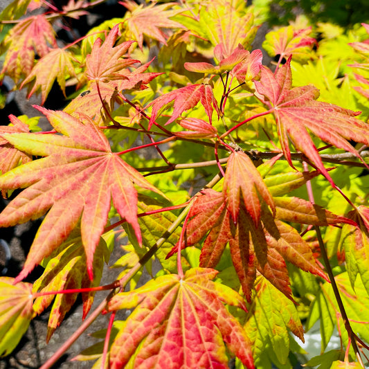 White maple-first moon maple