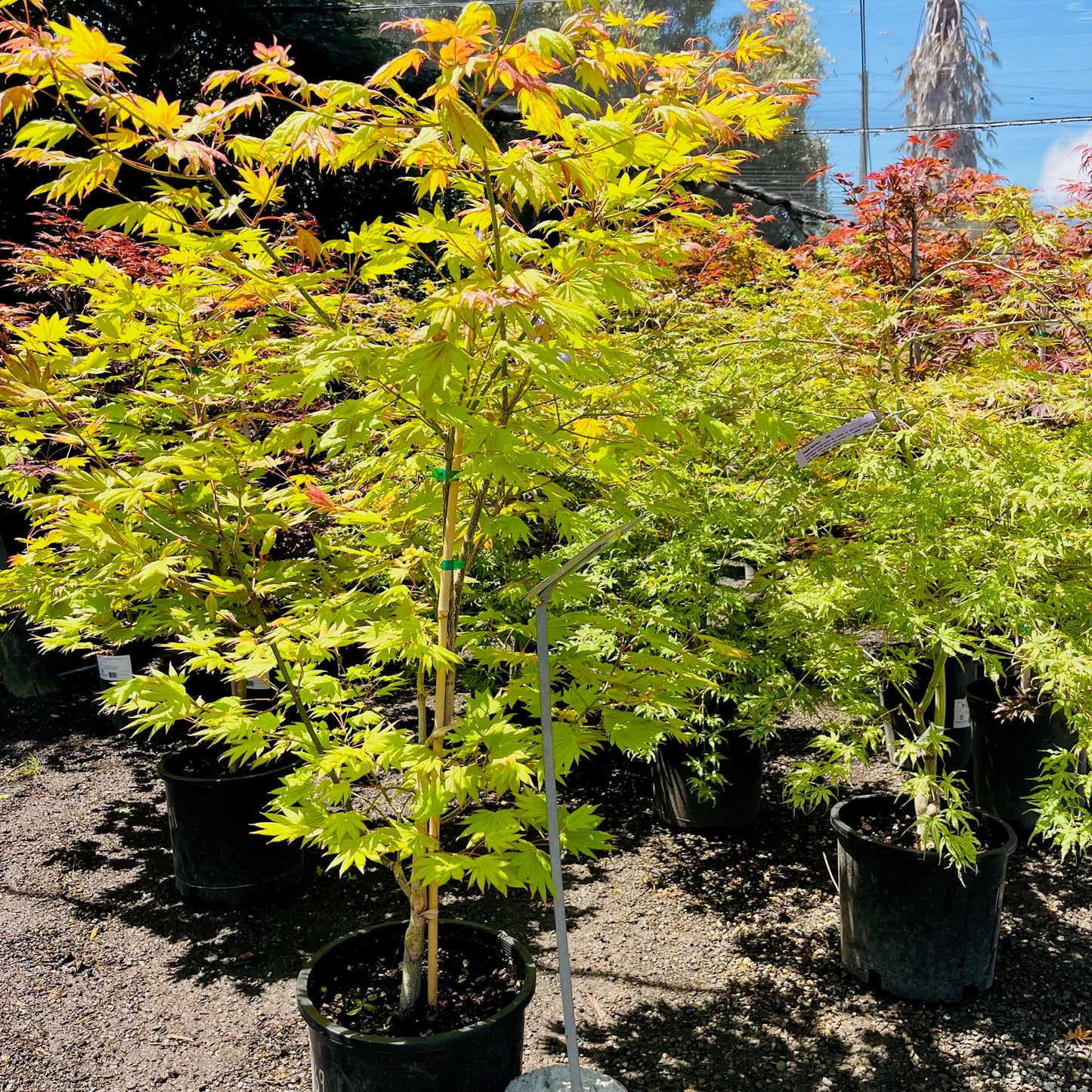 White maple-first moon maple