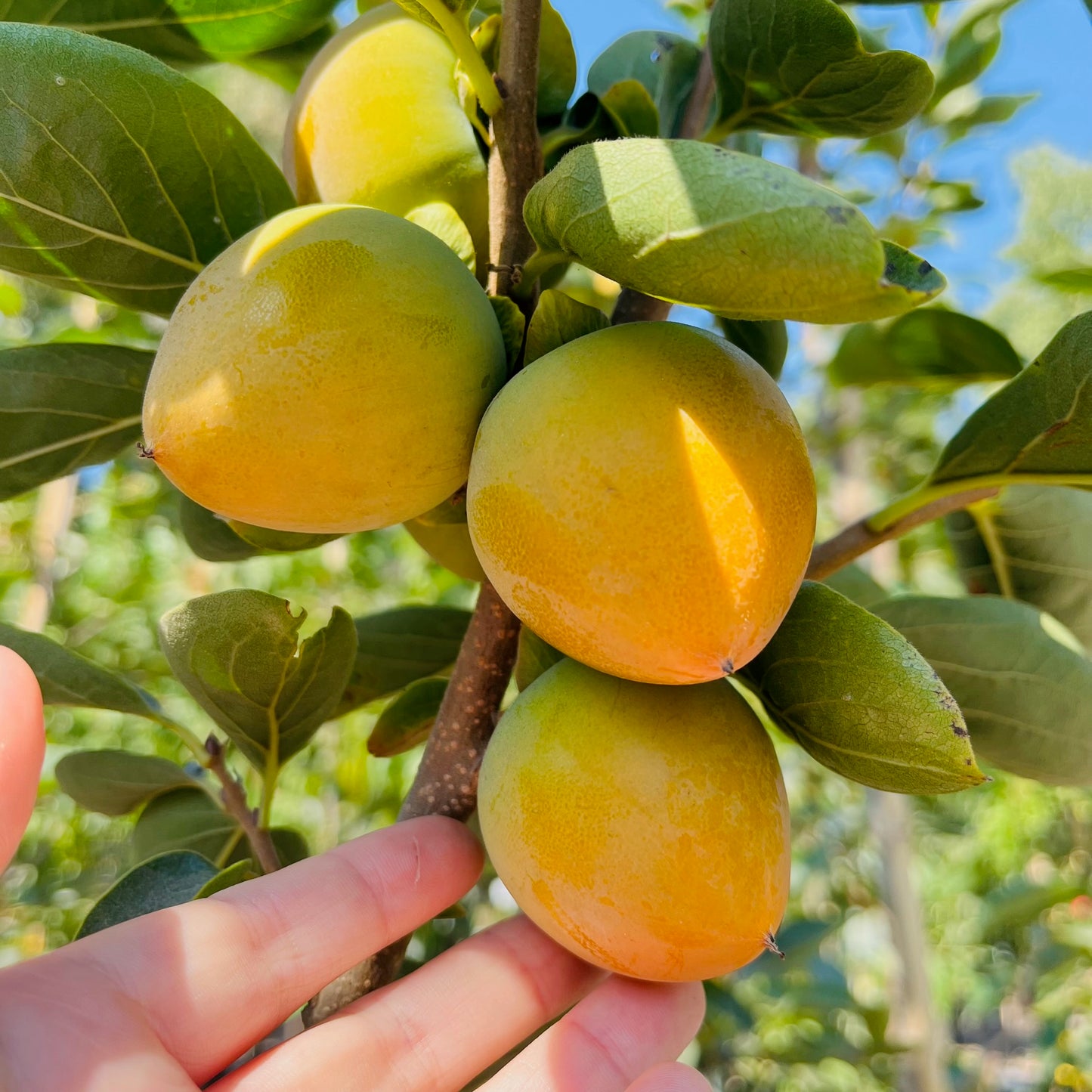 Persimmon Tree-Coffee Cake Persimmon