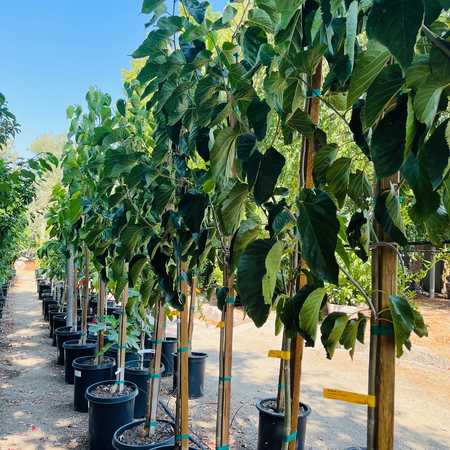 Mulberry Tree - White Mulberry