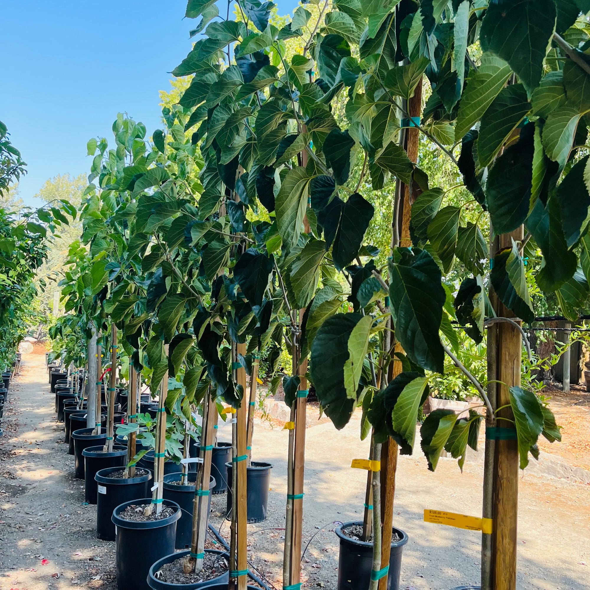 Persian White Mulberry