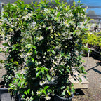 Star Jasmine 