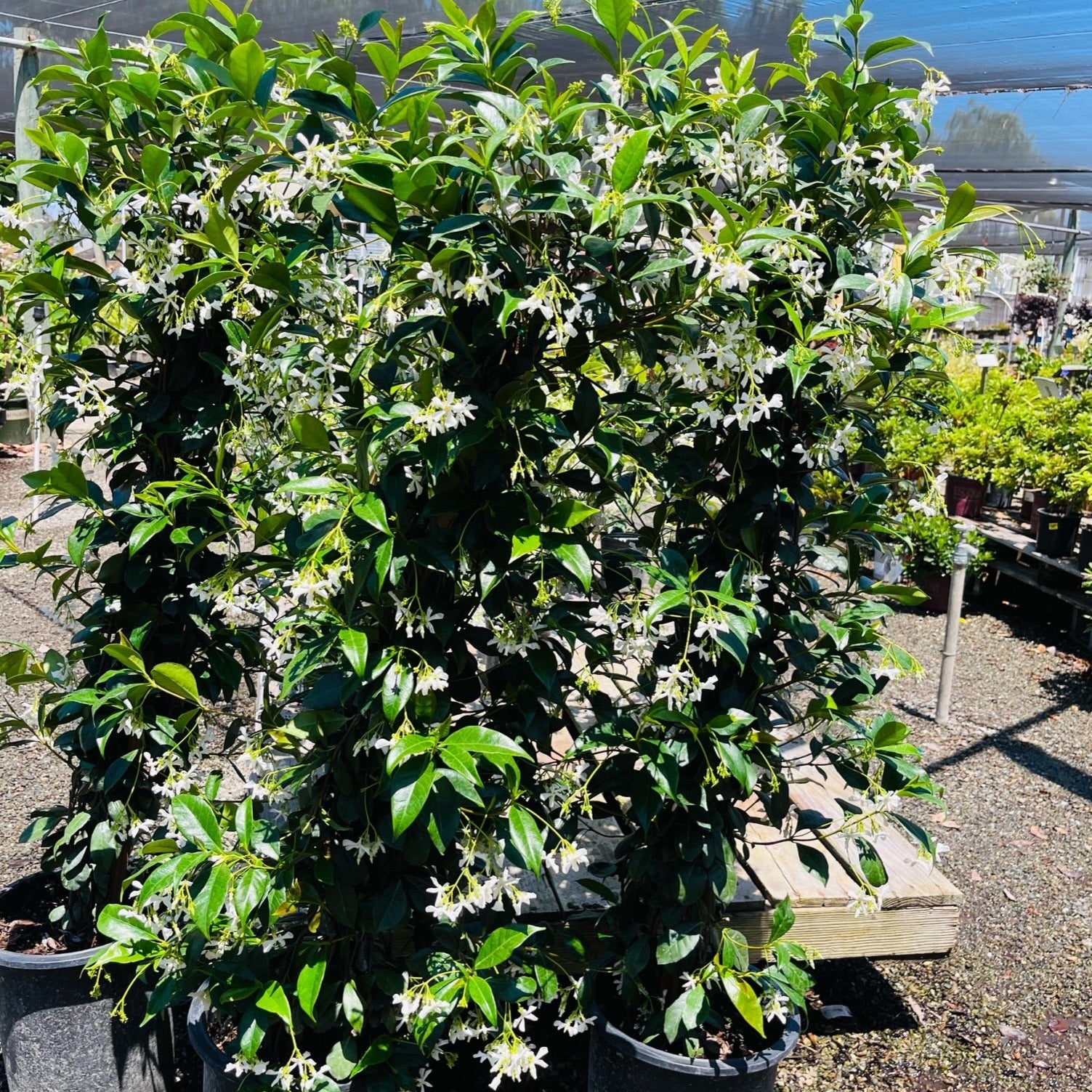 Star Jasmine 
