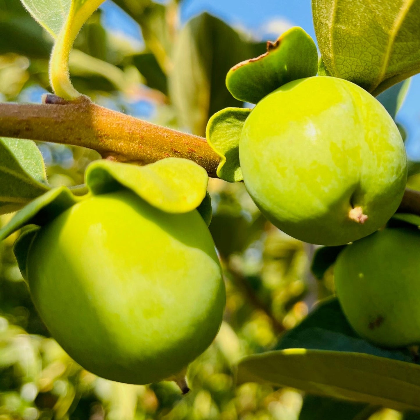 Persimmon Tree-Chocolate Persimmon