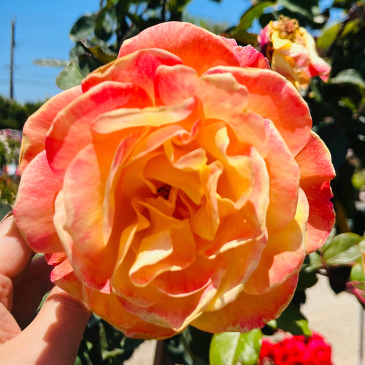 Floribunda Rose-Get Rich Overnight