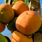 Giant Fuyu Persimmon