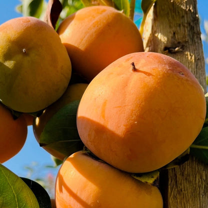 Persimmon Tree - Giant Rich Crisp Persimmon