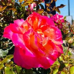 月季-加州梦玫瑰