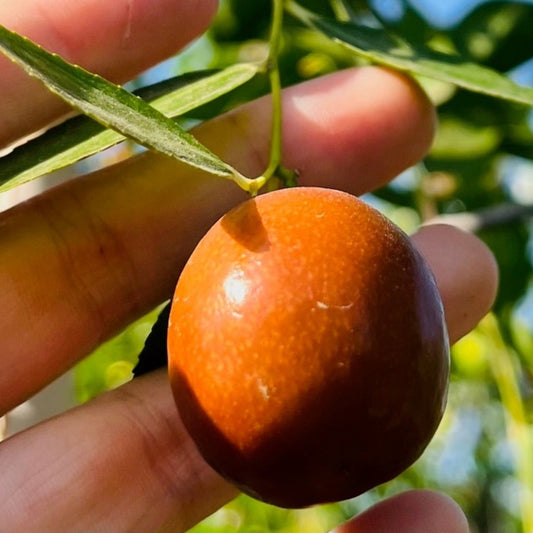 Date Tree-Honey Pot Dates