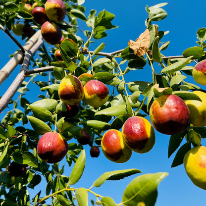 Jujube Tree-Shanxi Pear Jujube