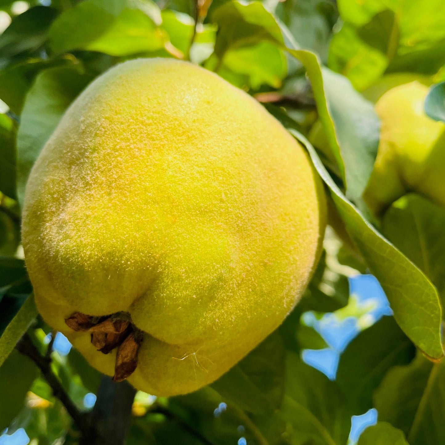 Quince Tree-Wooden Plow