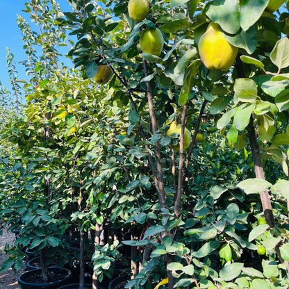 Quince Tree-Wooden Plow