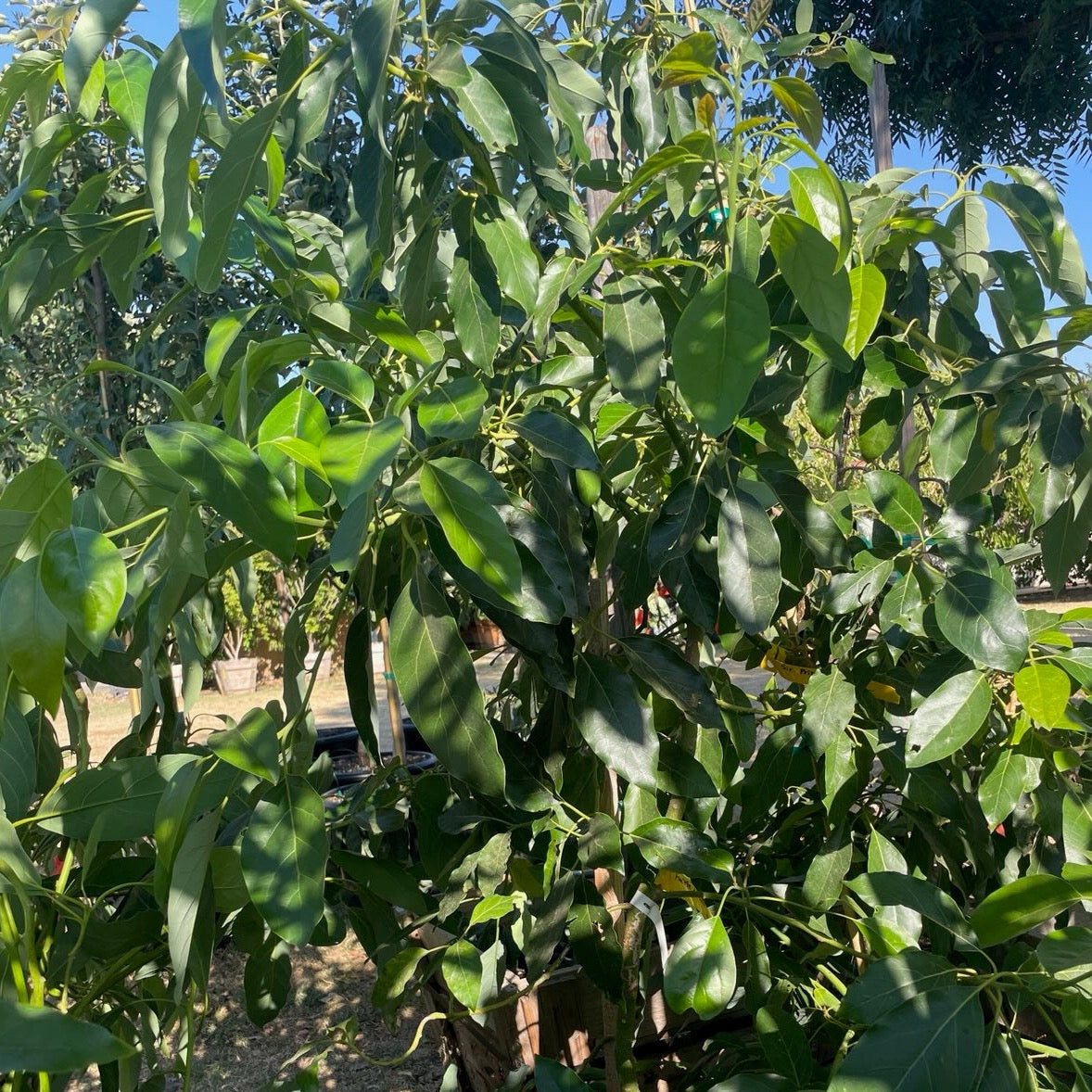 Avocado Tree-Fort