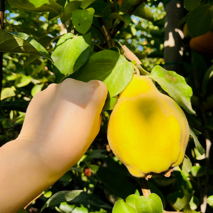 Quince Tree-Wooden Plow