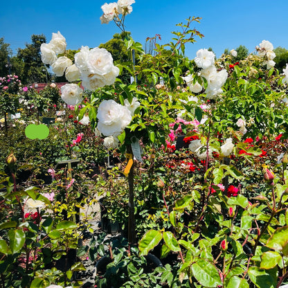 Floribunda Rose-Iceberg