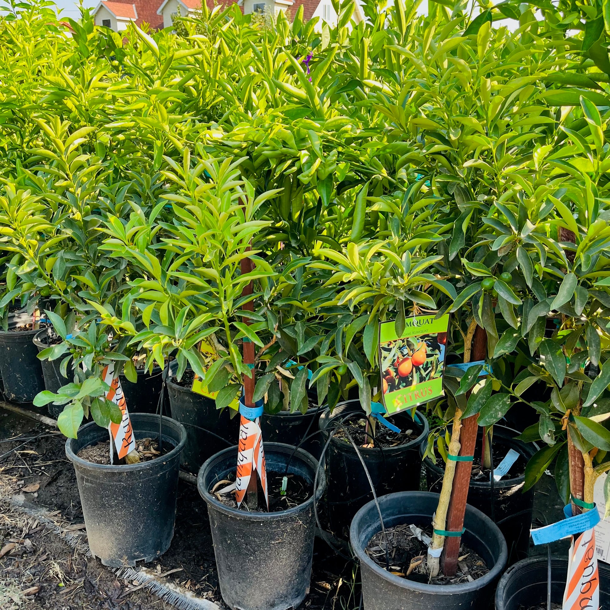 Changshou Kumquat