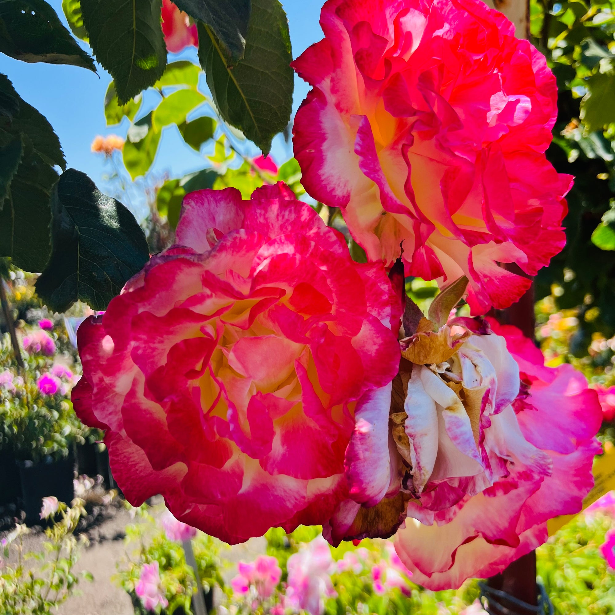 Double Delight Rose