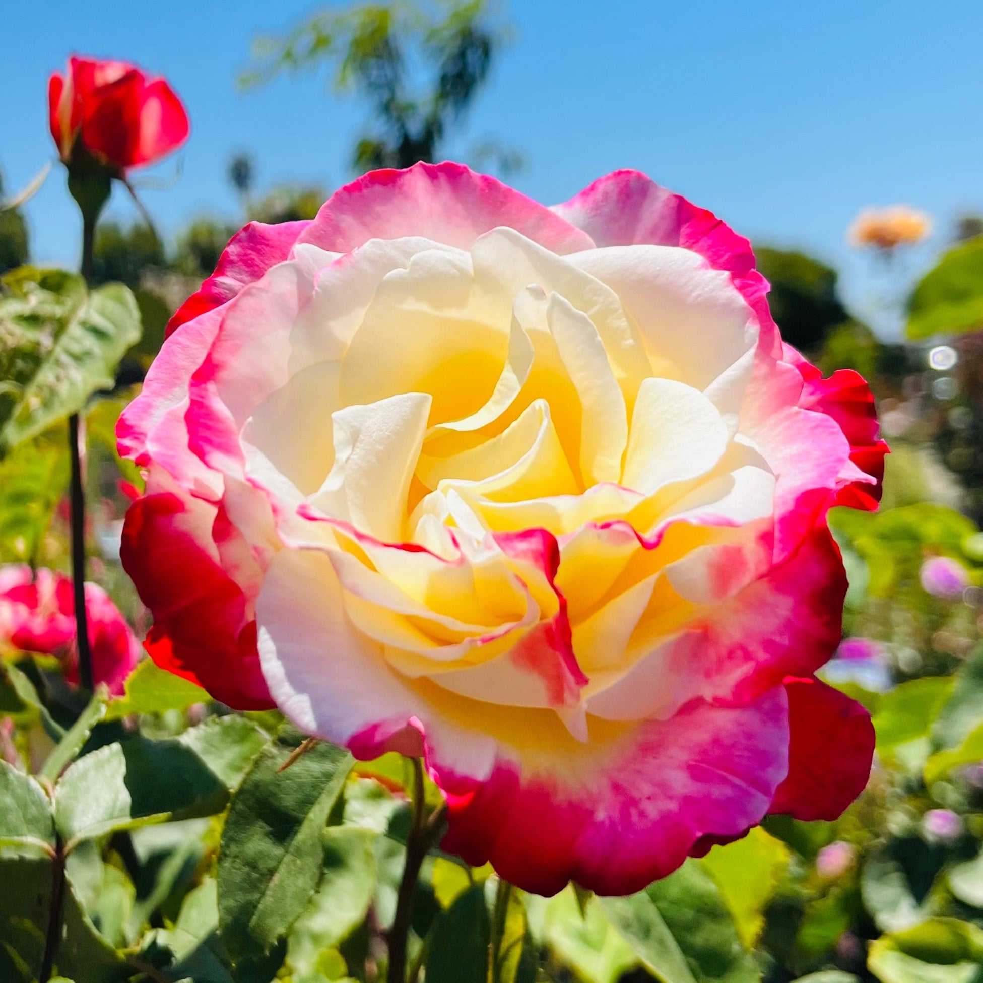 Double Delight Rose