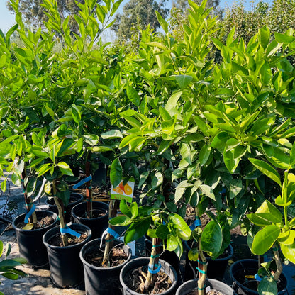 Citrus Trees - Dansi Mandarin