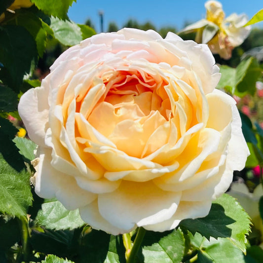 Strong Rose-Enjoy the Sunshine