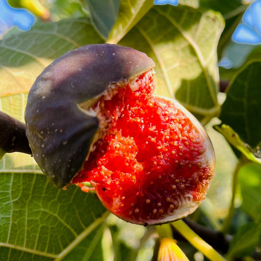 Fig Tree - Brown Türkiye