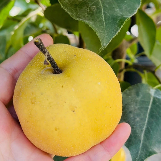 Asian Pear Tree - Pyrus communis