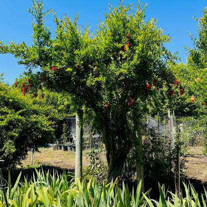 Soft Seed Pomegranate Tree - Pafianca