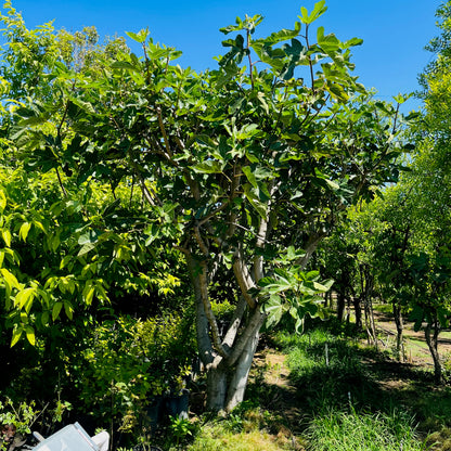 Fig Tree – Tiger Stripe Fig