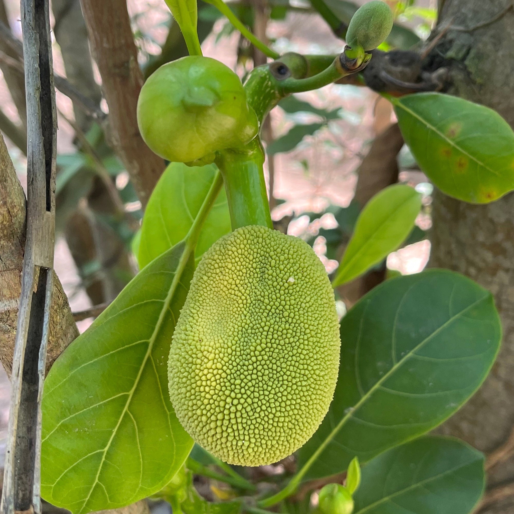 菠萝蜜树