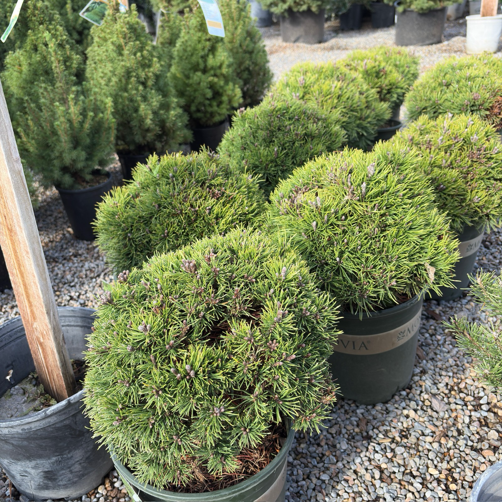 莫普斯欧洲山松