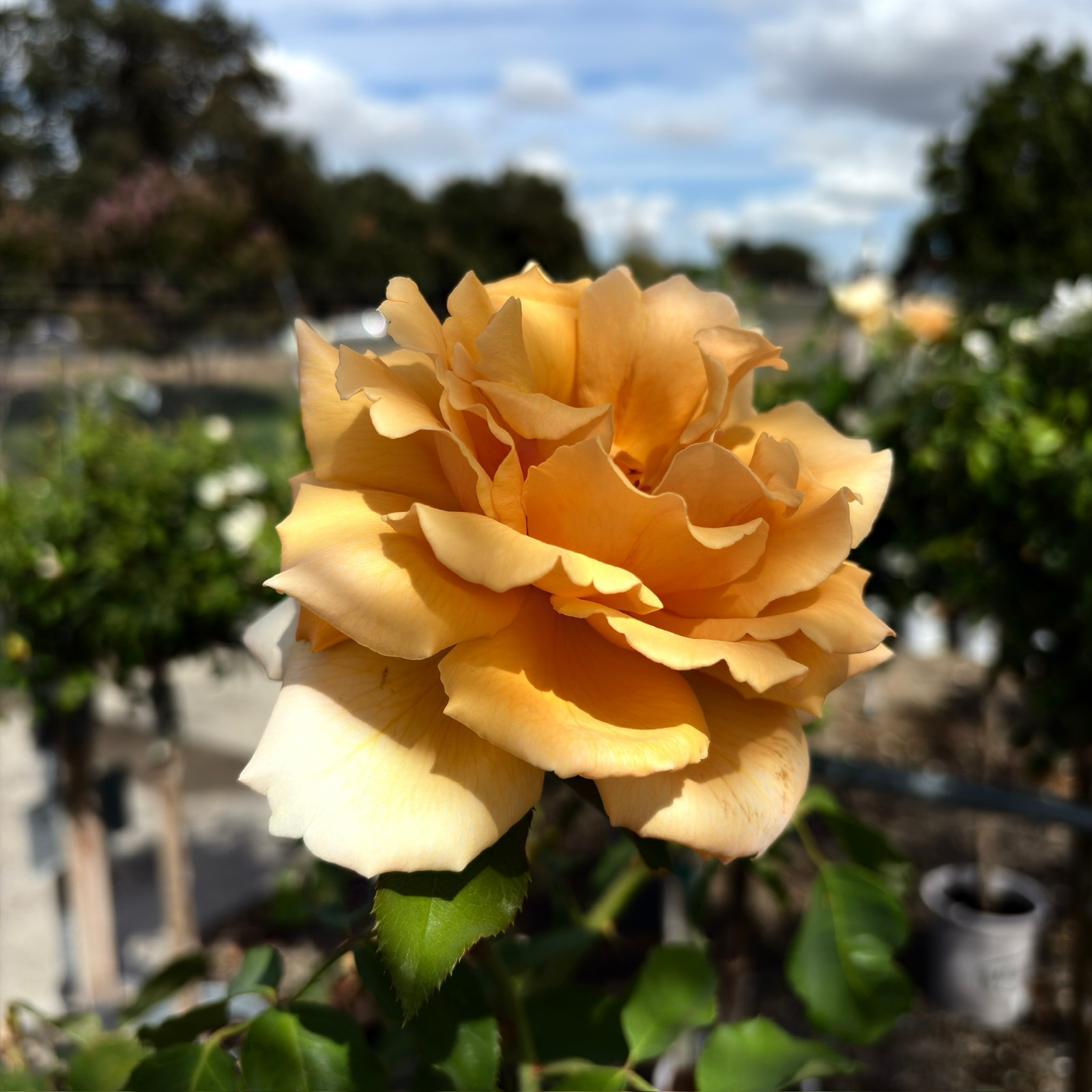 茶香月季-杰乔伊