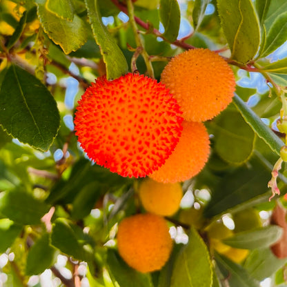 Strawberry Tree