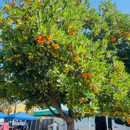 Strawberry Tree