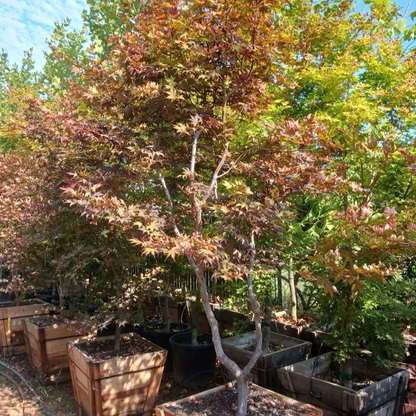 Acer palmatum - Japanese maple