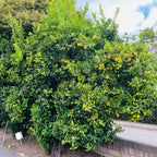 Eureka Lemon