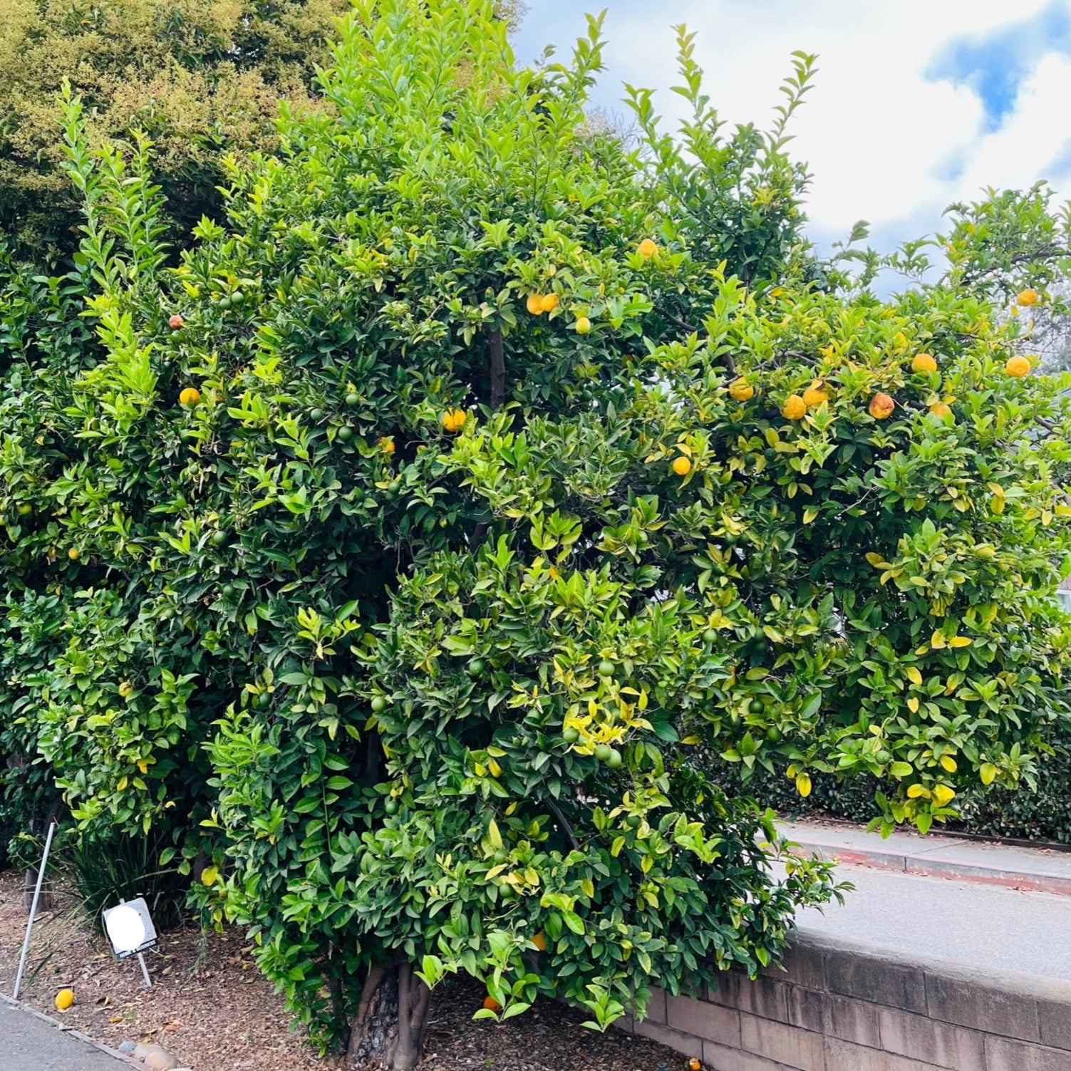 Eureka Lemon