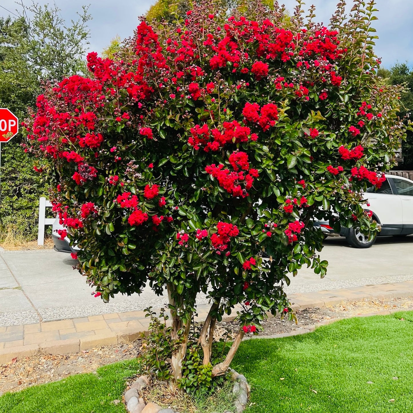 Red Crape Myrtle Tree