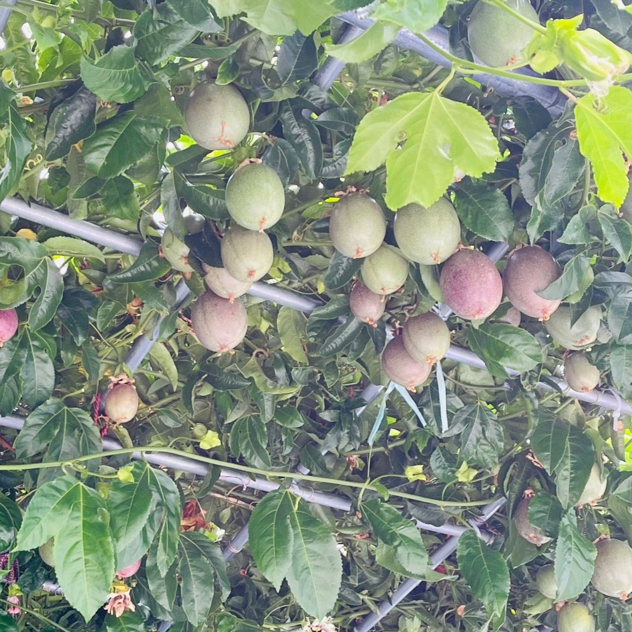 Fruit Passion 