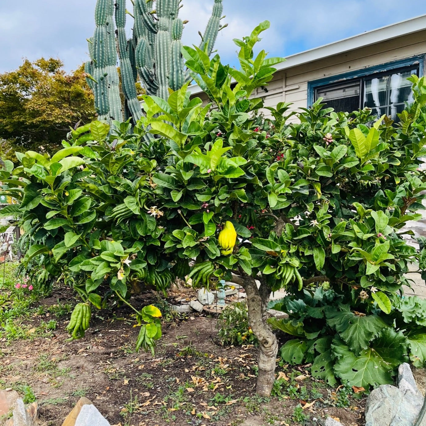 Buddha's Hand