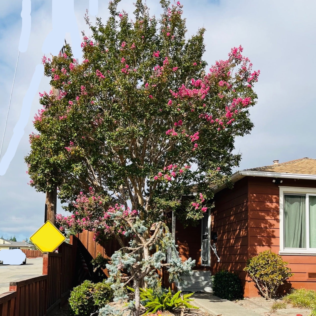 Crape Myrtle-Rose Red Crape Myrtle Tree