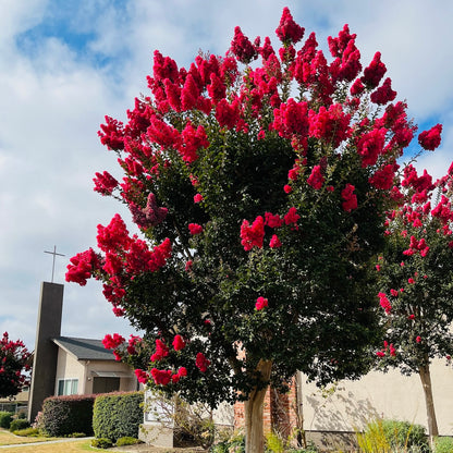 Red Crape Myrtle Tree